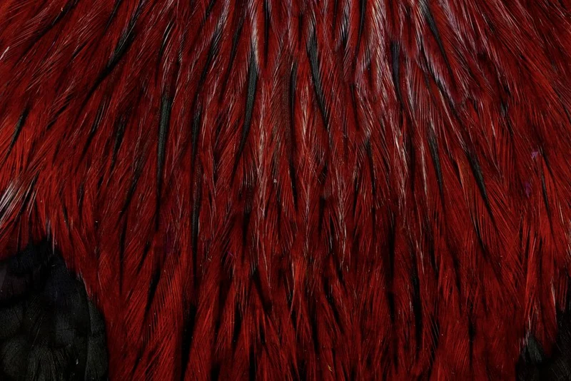 Whiting American Rooster Cape - Naturbraun