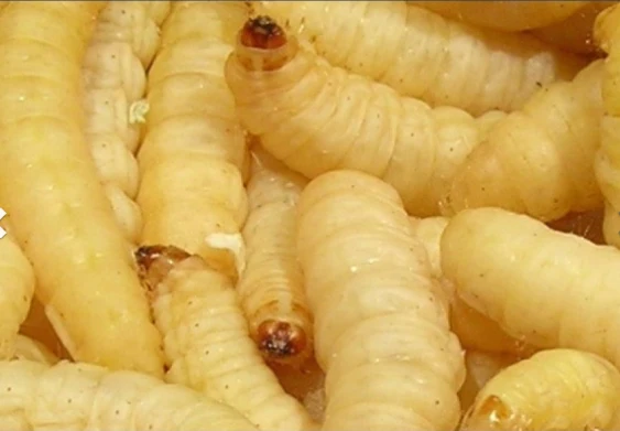 Bienenmaden 1 Dose ( Nur Abholung )