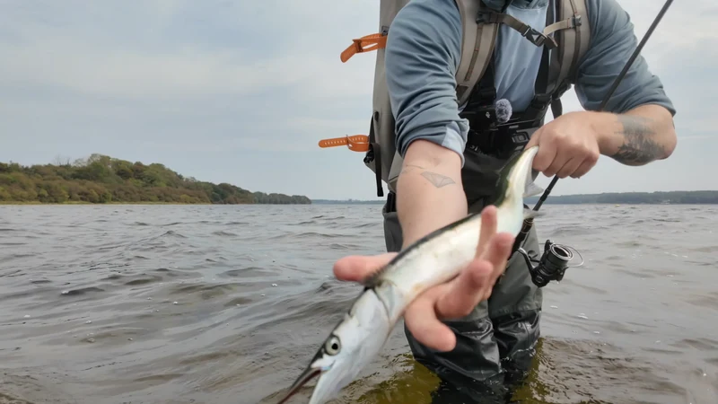 Hornfish-Paket – ein guter Start