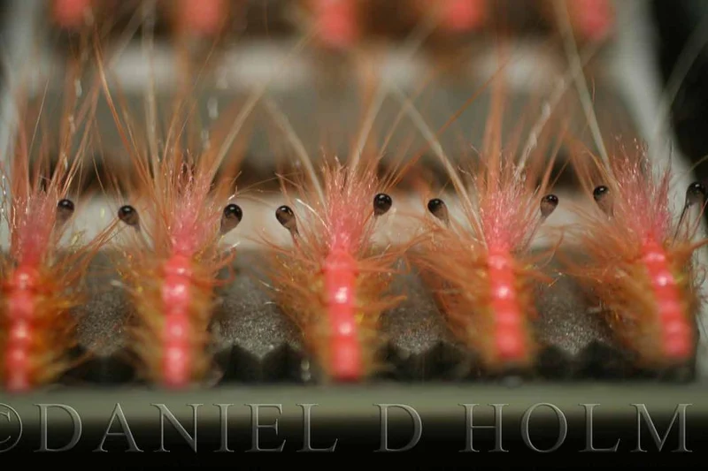 Whiting Coq de leon Cape - Badger Orange
