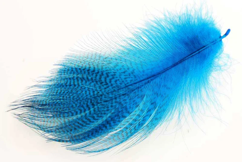 Große Stockentenflügel, ausgewählt – Pfauenblau
