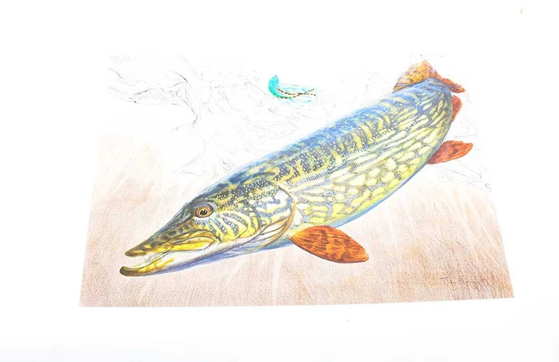 Thomas Weiergang DRUCK 40x29 cm - Pike