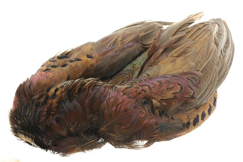 Ganzer Fasan ohne Kopf und Schwanz - Natur
