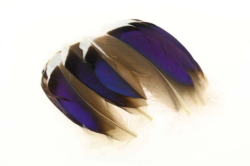 Stockente Blau Weiß Spitze Paare
