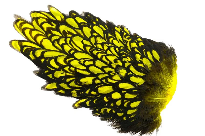 Whiting American Hen Sattelleder, schwarz gesäumt - gelb