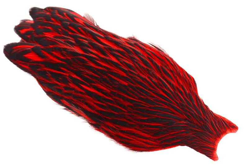 Whiting American Hen Cape Black Laced - Ed