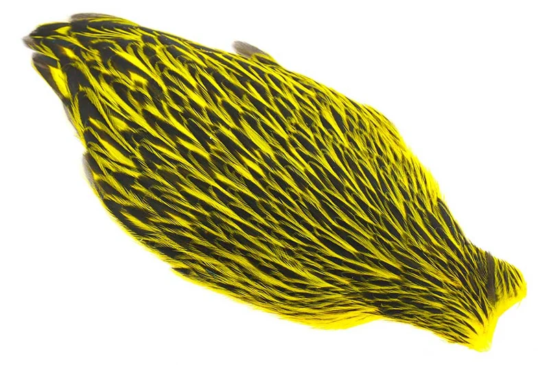 Whiting Amerikanische Henne Cape Schwarz Gesäumt - Gelb