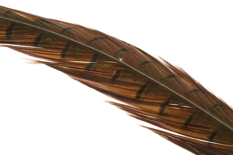 Fasanenschwanz, 1 Paar – Natur