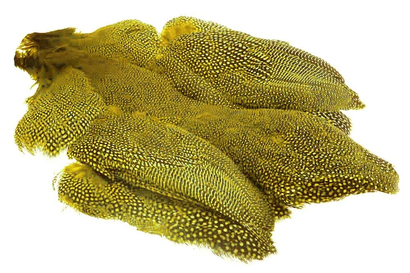 Whiting Perlhuhn, ganzer Vogel - Gelb
