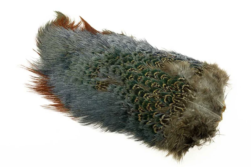 Halsband-Brustfleck - Natur