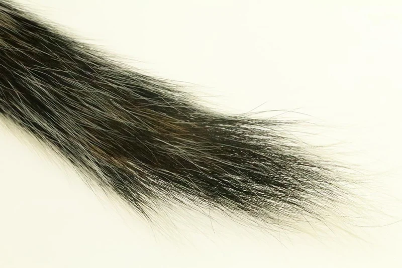 Silberspitzen-Eichhörnchenschwanz – Naturgrau