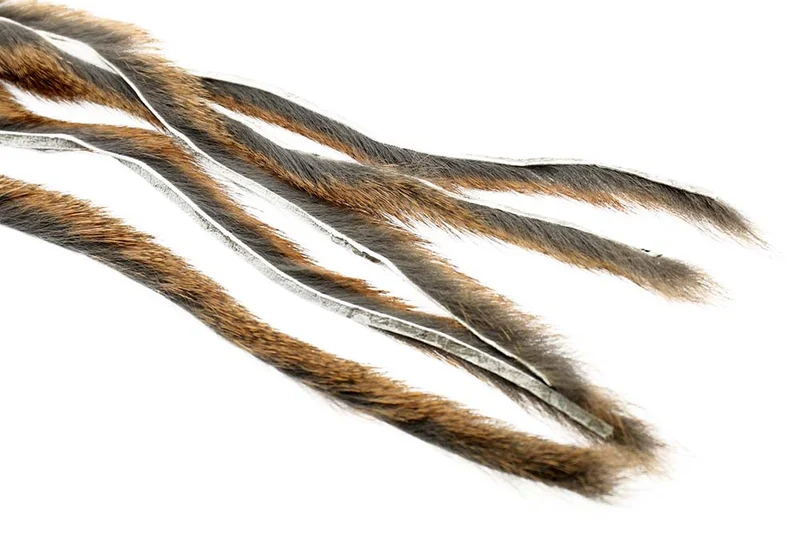 Kiefernhörnchen - Natürlich