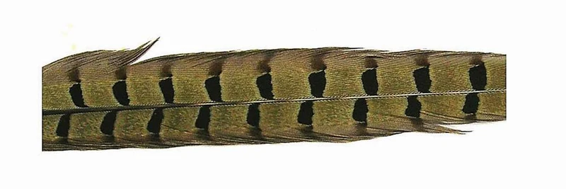 Fasanenschwanzfeder - Natur