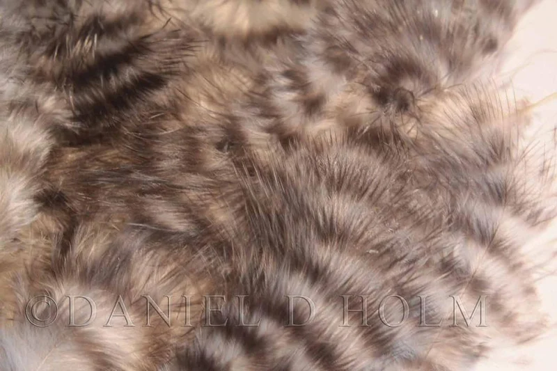 Grizzly-Marabu - Natürlicher Grizzly