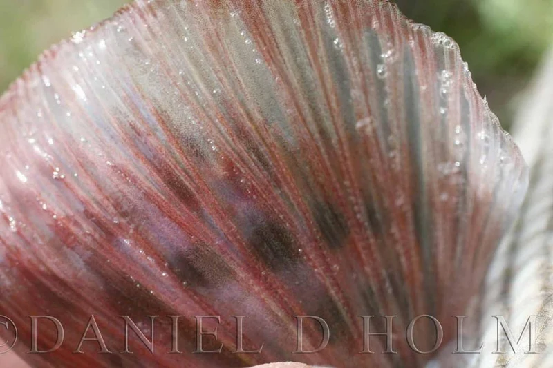 Wapsi Fliegenschaum Grau