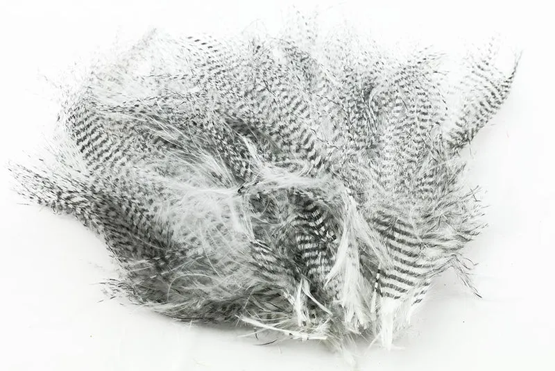 Feingebänderter Marabu – Weiß
