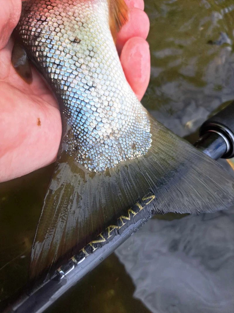 Shimano Lunamis