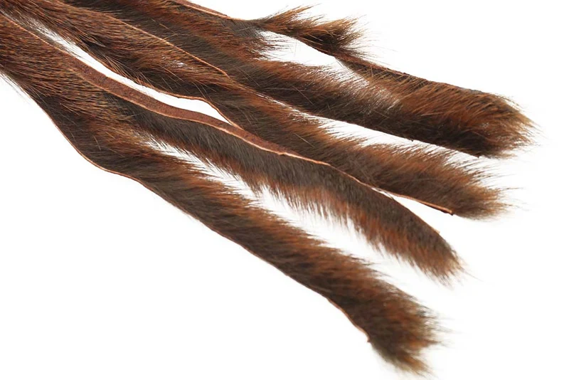 Kiefernhörnchen - Rost