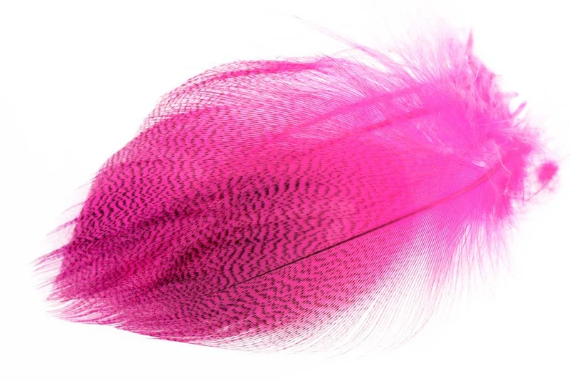 Schnatterente, gebänderte Flanke - Fl. Rosa