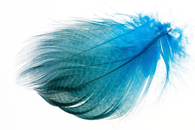 Schnatterente, gebänderte Flanke – Pfauenblau