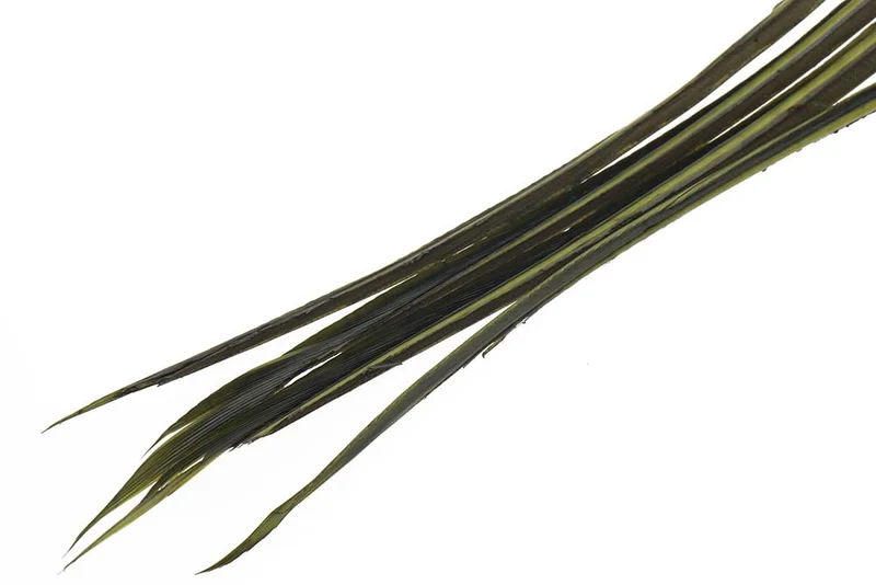Truthahnbiots - Blauflügelige Olive
