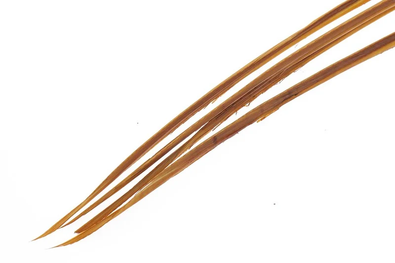 Truthahnbioten - March Brown