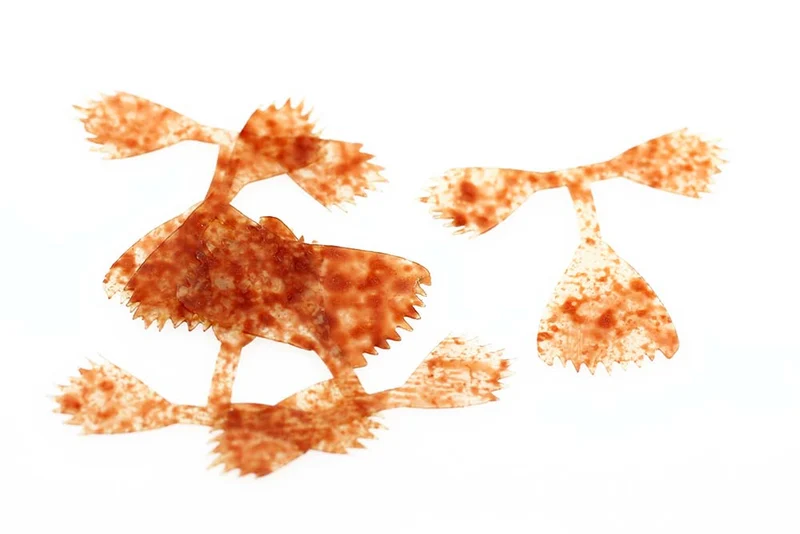 Kiley's Fish Finz - Gefleckter Rost