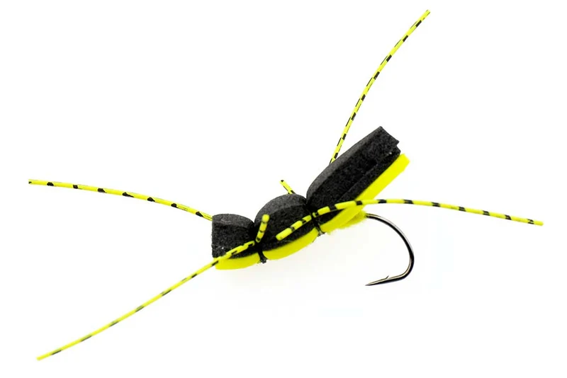 Schaumkäfer mit Auge - Gelb