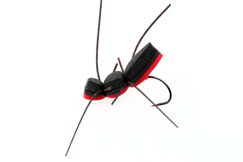 Schaumkäfer mit Auge - Rot
