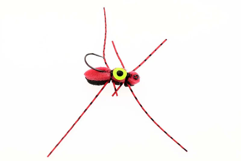Schaumkäfer mit Auge - Rot