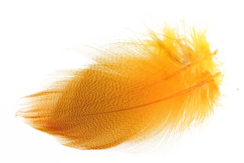 Große ausgewählte Stockentenflanke - Fl. Orange