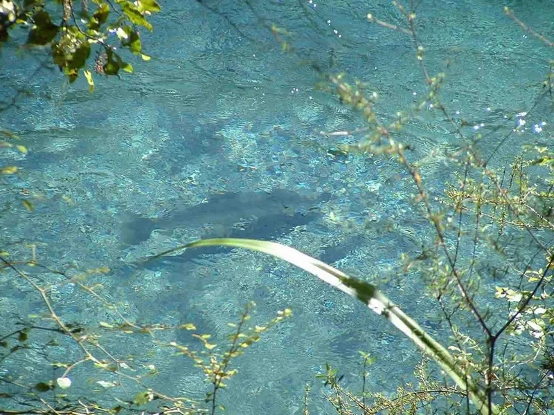 Nymphenkopf-Evolution Eintagsfliegenschwimmer - Schwarz