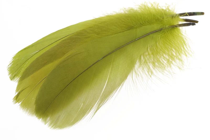 Schulterfedern der Gans – Oliv