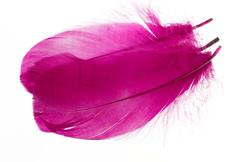 Gänseschulterfedern - Magenta