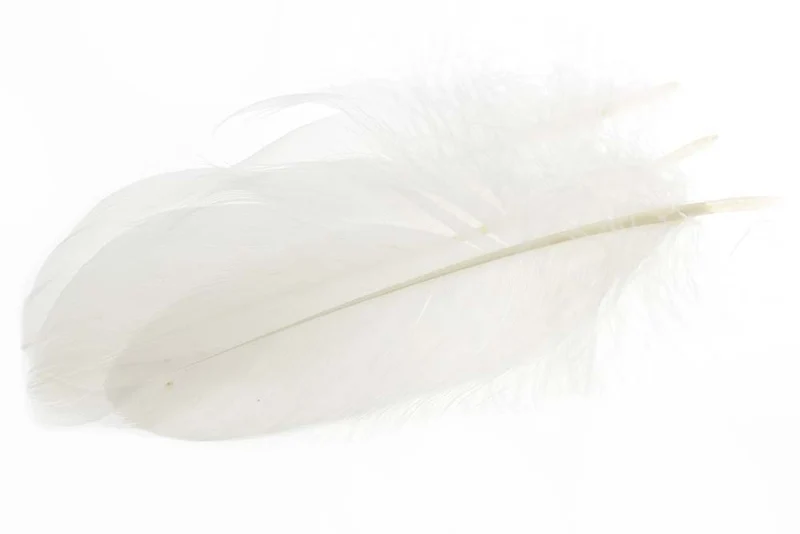 Schulterfeder der Gans - Weiß