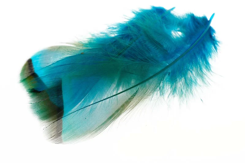 Französisches Rebhuhn - Eisvogel Blau