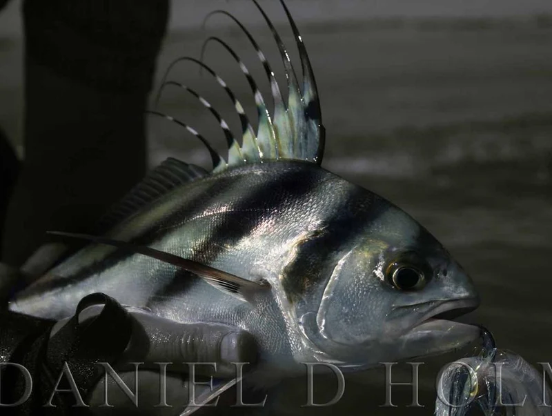 Bucktail Groß - Hellrosa