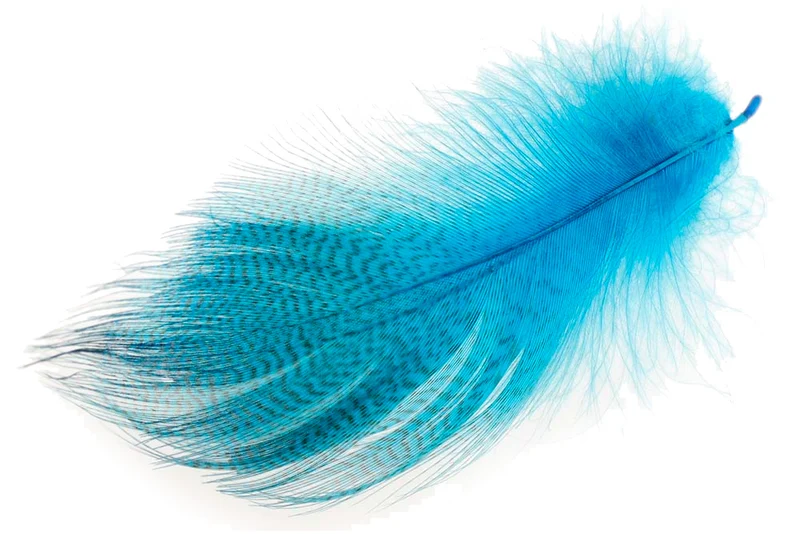 Stockente mit gebänderter Flanke – Pfauenblau