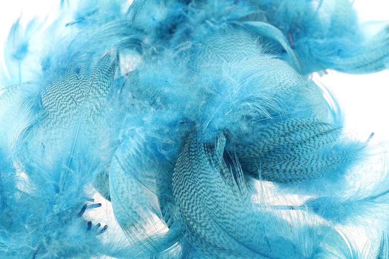 Stockente mit gebänderter Flanke – Pfauenblau