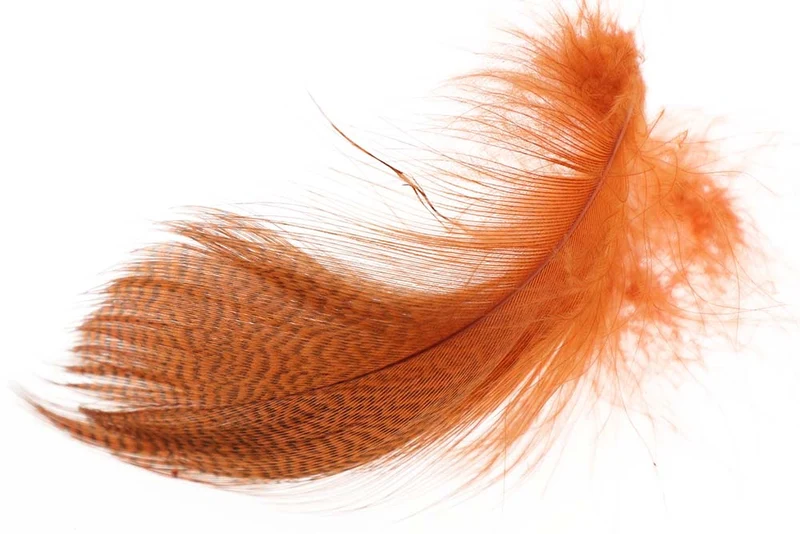 Stockente mit gebänderter Flanke – Orange
