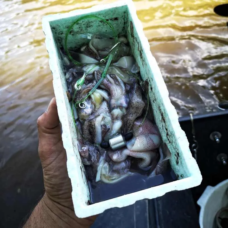 Calamari & Kraken Tintenfisch Angelköder, unbehandelt, roh & gefroren inkl. Thermobox & Kühlpad