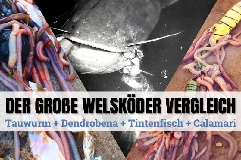 Calamari & Kraken Tintenfisch Angelköder, unbehandelt, roh & gefroren inkl. Thermobox & Kühlpad