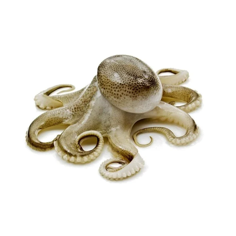 Calamari & Kraken Tintenfisch Angelköder, unbehandelt, roh & gefroren inkl. Thermobox & Kühlpad
