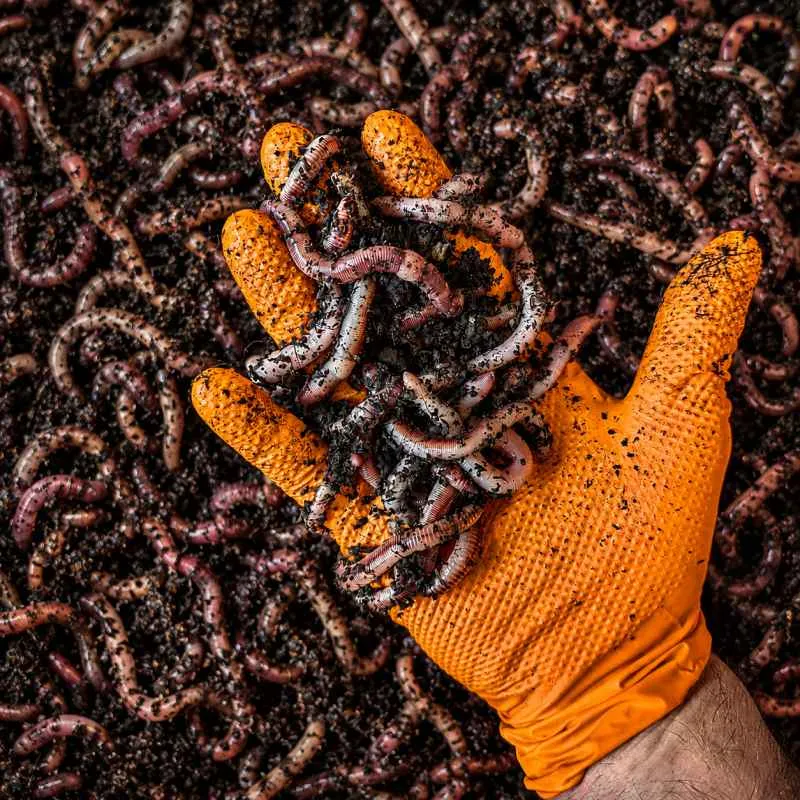 Dendrobena XXL Angel Wurm Angelköder per KG