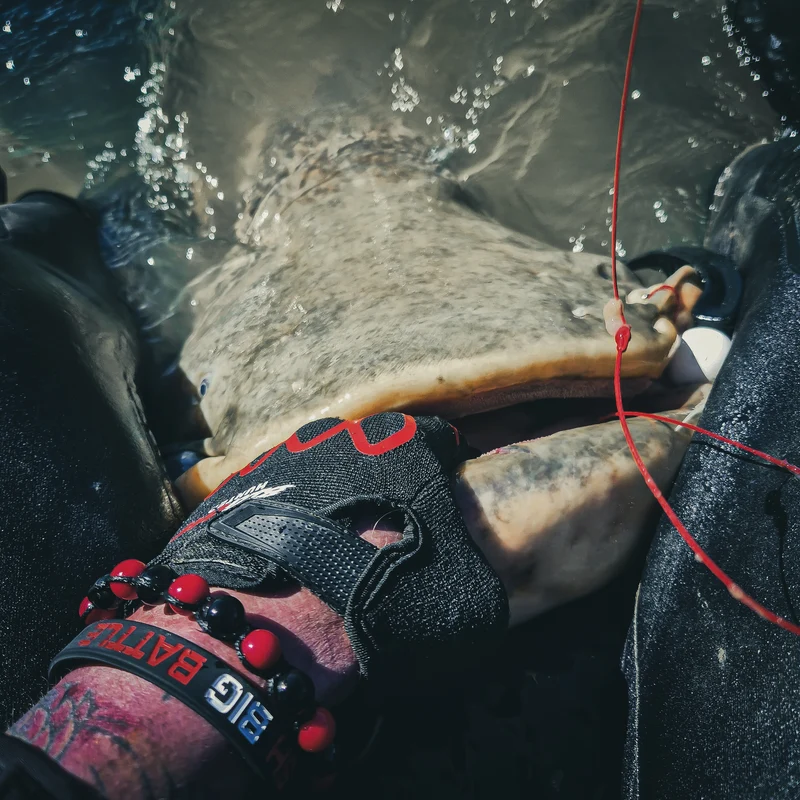 Cat Ripper - Catfish Shad