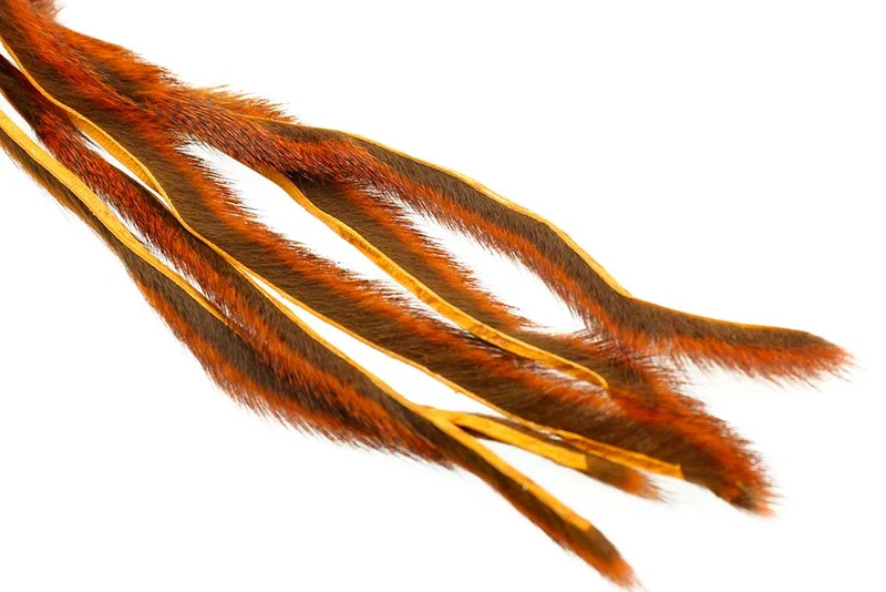 Kiefernhörnchen - Orange