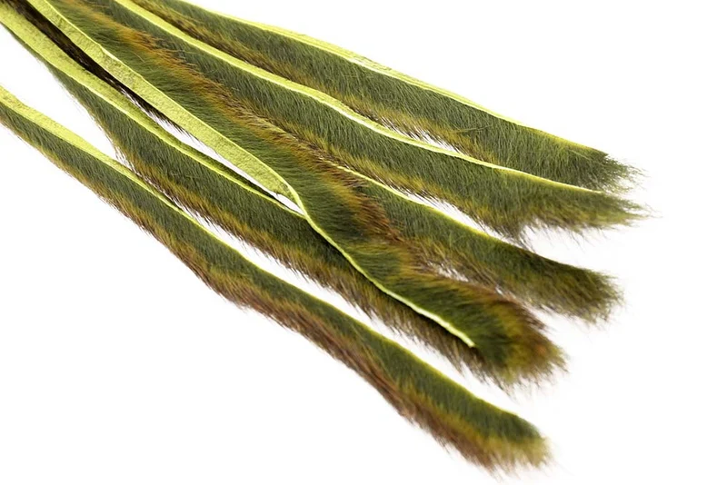 Kiefernhörnchen - Olive