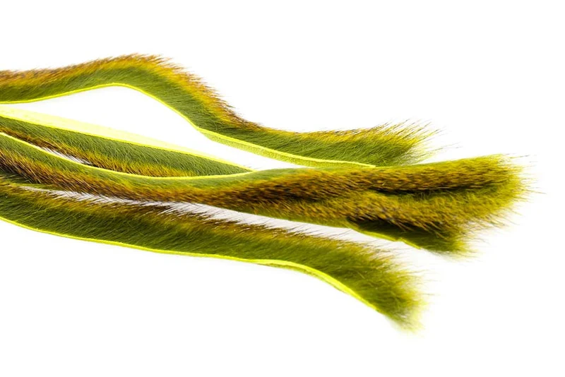 Kiefernhörnchen - Lt. Olive