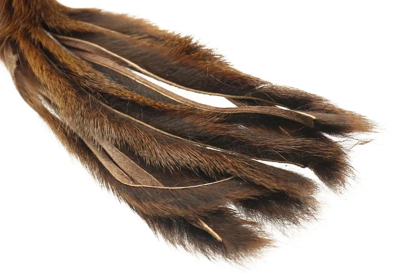 Kiefernhörnchen - Braun