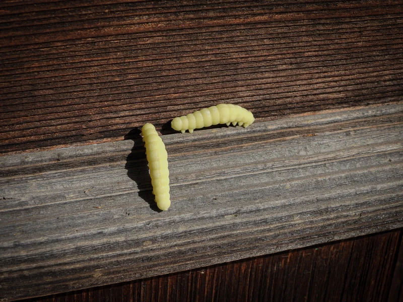 Greenfin BOOGIE WORM